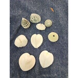 Corculum Cardissa Heart Cockle Seashells, Urchin, Coral,  And Shells 9pc
